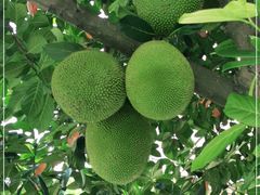 -云溪植物园