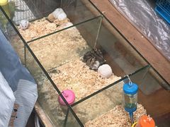-清平路水族市场