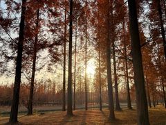 -黄海国家森林公园