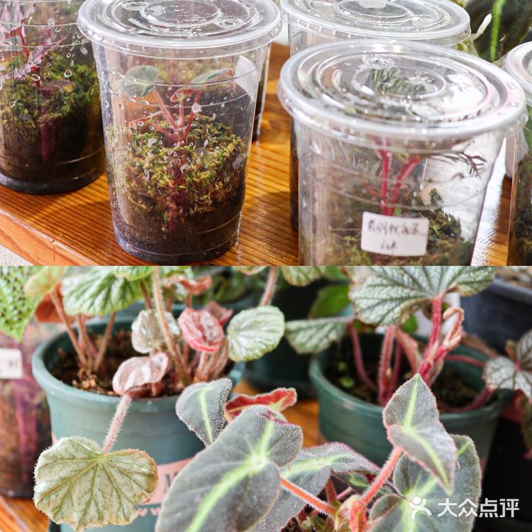 六一好去处 | 重庆首个超有意思的爬宠展🐸