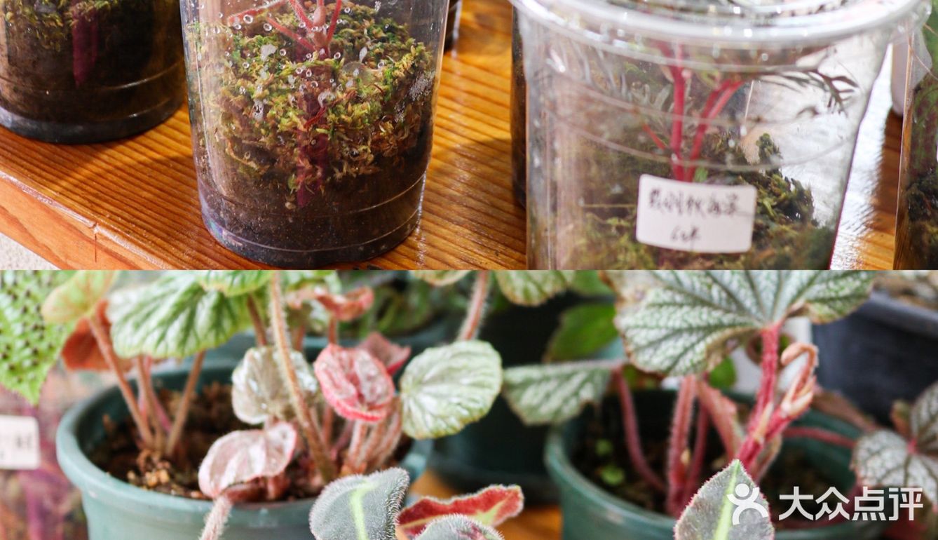 六一好去处 | 重庆首个超有意思的爬宠展🐸