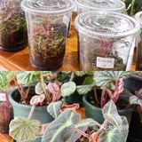 六一好去处 | 重庆首个超有意思的爬宠展🐸