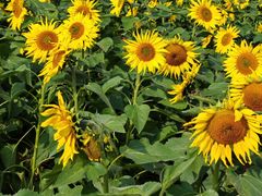 -汉长安城未央宫国家考古遗址公园