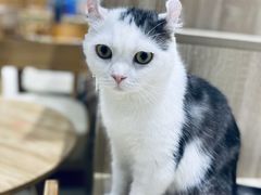 -藏猫猫咖啡主题馆(中央大道店)