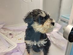 -翊宠yipet猫狗购宠庄园犬舍•猫舍