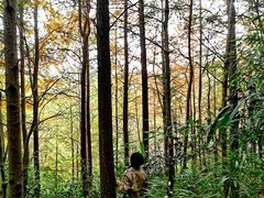 -西湖风景区-江洋畈生态公园