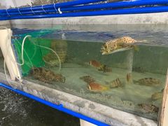 -鸿港海鲜批发市场