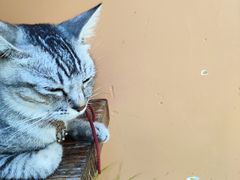 -猫岛主趣味餐厅(鼓浪屿店)