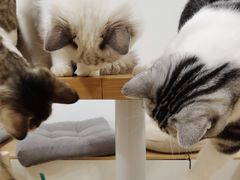 -有喵·猫咖·狗咖·30几只猫10只小狗(岗厦店)