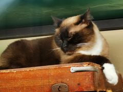 -猫咪博物馆(顶澳仔猫街店)