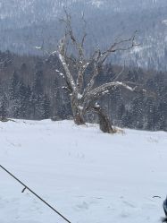 -大秃顶子山