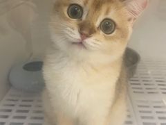 -lincat·猫舍(广州店)