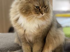 -COLOR PETS 撸猫馆·购猫·猫咖(长风大悦城店)