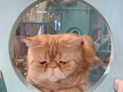 -猫小院猫主题餐厅(三里屯店)