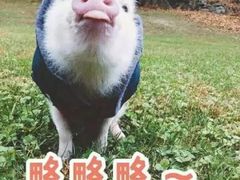 -三亚亚龙湾金棕榈度假酒店
