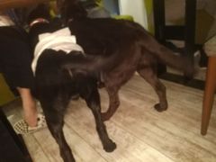 -百好乐宠物友好餐厅(朝外大街店)