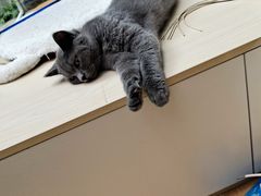 -猫咪派对(江南西店)