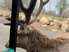 -北京野生动物园