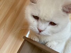 -猫的茶·猫咖