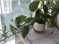 -新湖明珠城