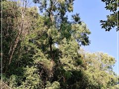 -火炉山森林公园