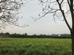 -天适樱花悠乐园