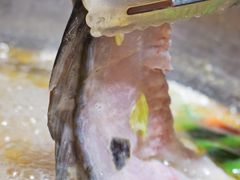 裸斑-蜀滋香鲜鱼火锅(黄金路店)