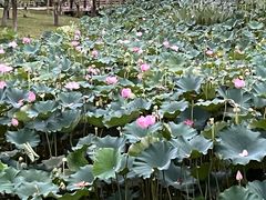 -沐仙湖湿地公园