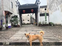 -东梓关景区村庄