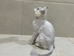 -乐琪宠物医院·犬猫专科·骨外科·急重症
