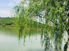 -羊山湖公园