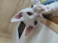 -山宅一喵德文卷毛猫舍