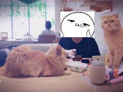 -藏猫猫咖啡主题馆(中央大道店)