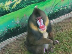 -西霞口神雕山野生动物世界