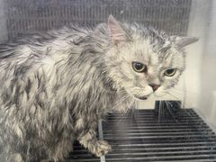 -宠颐生宠物医院·犬猫全科·皮肤科(商业街店)