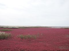 -红海滩国家风景廊道
