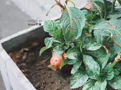 -隹木咖啡馆(宝龙广场店)