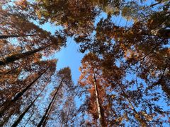 -黄海国家森林公园