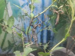 -上海大自然野生昆虫馆