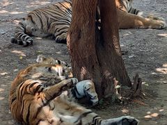 -北京野生动物园