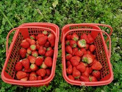 -胜丰草莓采摘园