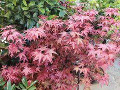 -双季花艺园艺市场(浦东店)