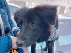 -天使宠物医院·犬猫分诊(彩虹店)