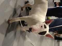 2013年国际宠物犬展博览会-东浩兰生上海世博展览馆