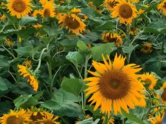 -长春公园(普阳街道)