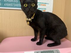 -谐和贝康宠物医院24小时·宠保定点(急重症转诊中心)