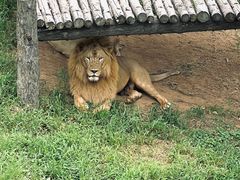 -西霞口神雕山野生动物世界