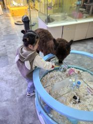 -神奇动物撸宠馆·羊驼·小浣熊·异宠(豫园店)