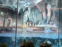 -帝企鹅自助餐厅•儿童岛•真企鹅(长隆企鹅酒店)