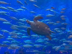 -成都浩海立方海洋公园